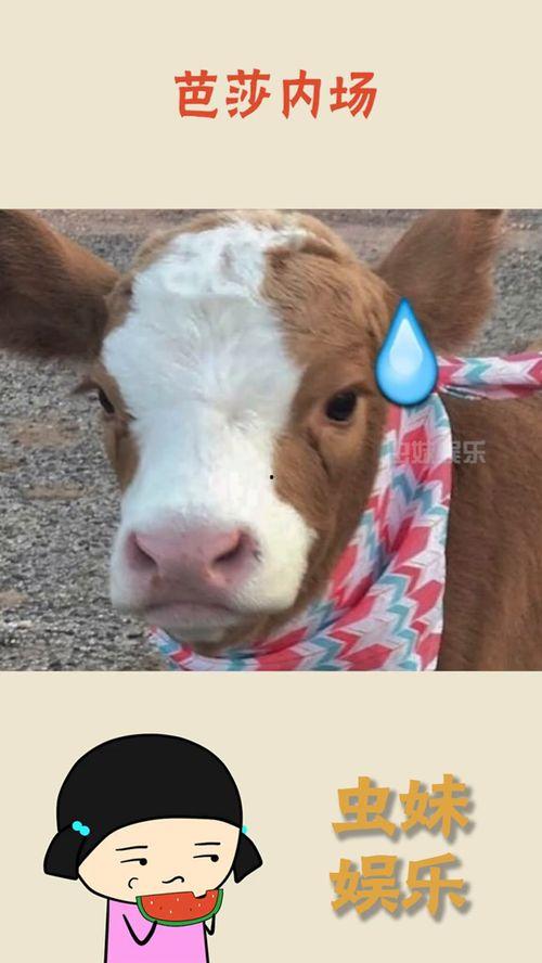 娱乐吃瓜酱狗窝,娱乐圈背后的真实故事